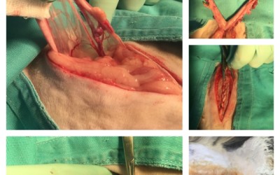 Ovariohisterektomija mačke